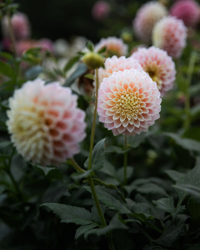 Dahlia Sugartown Sunrise (LIMIT 1)