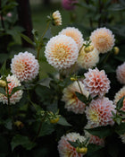 Dahlia Sugartown Sunrise (LIMIT 1)