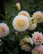 Dahlia Sugartown Sunrise (LIMIT 1)