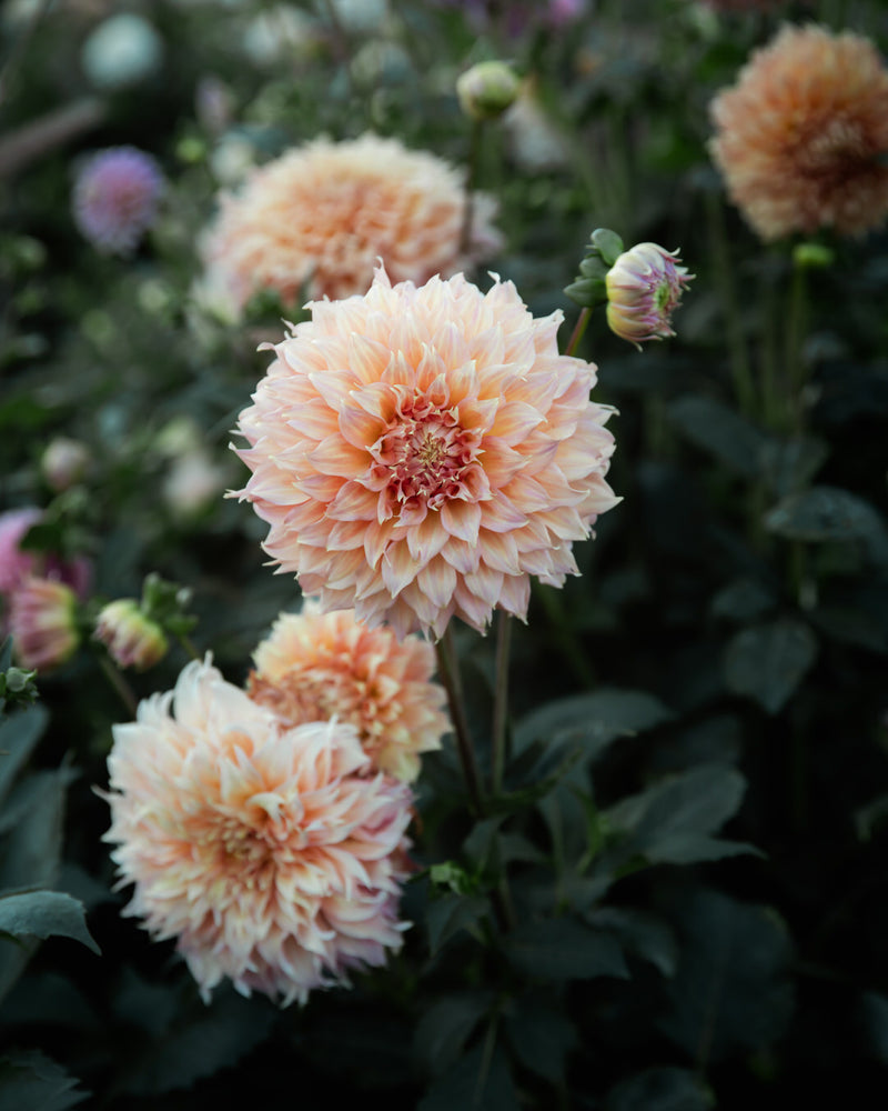 Dahlia Summer Rain (Limit 1)