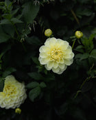 Dahlia Sun Kissed Tuber Sale