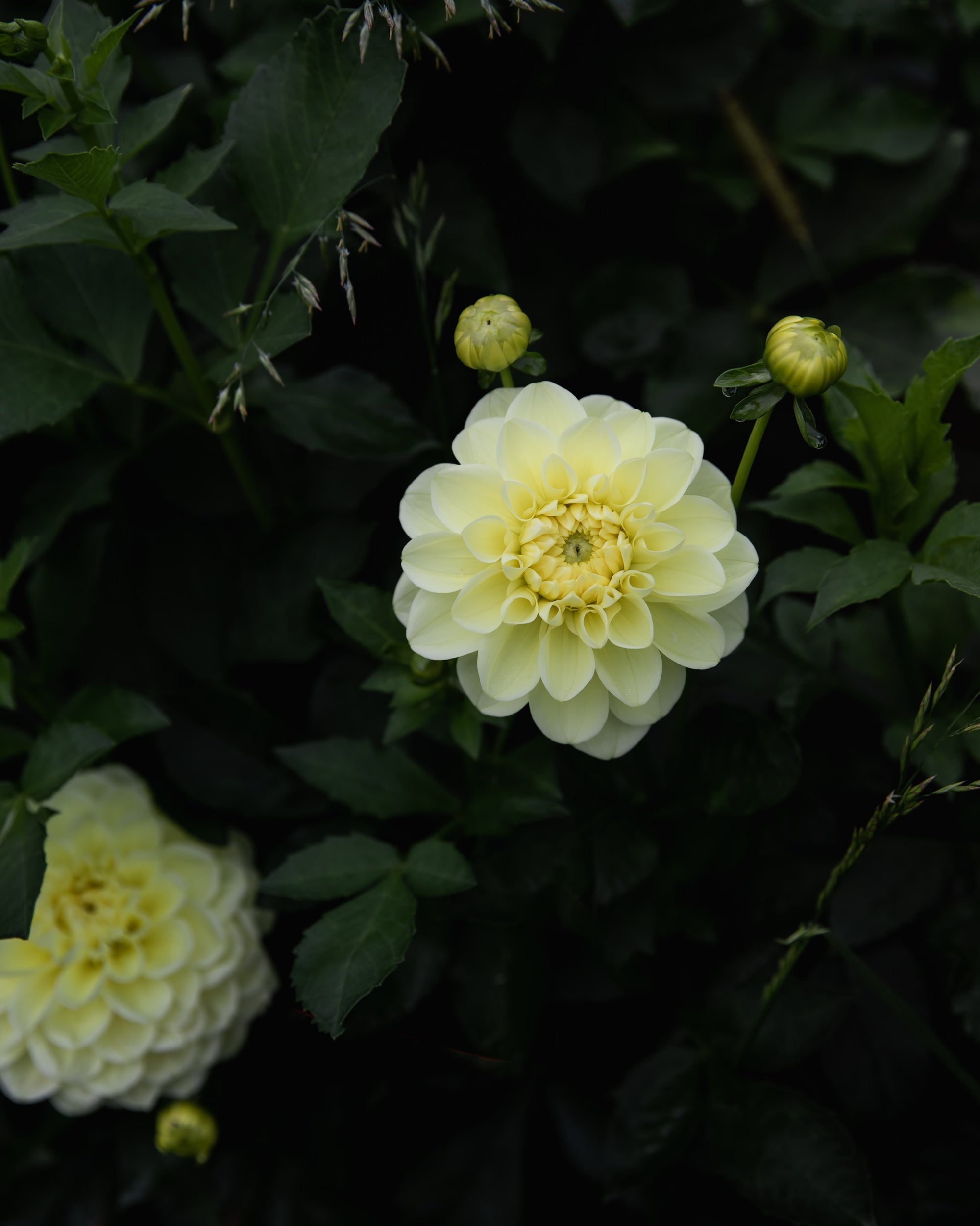 Dahlia Sun Kissed Tuber Sale