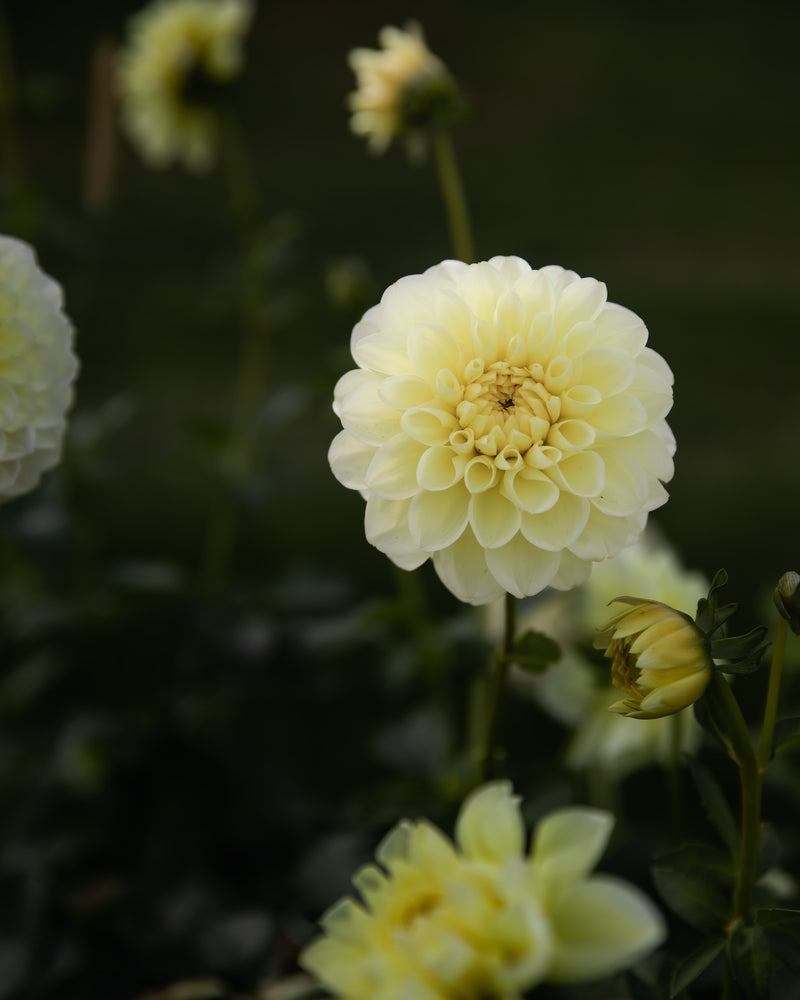 Dahlia Sun Kissed Tuber Sale