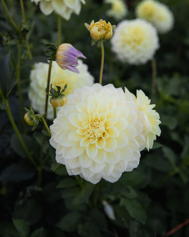 dahlia sun kissed petal back farm