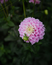 Dahlia Sweet Love