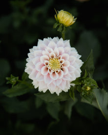 Dahlia Sweet Love