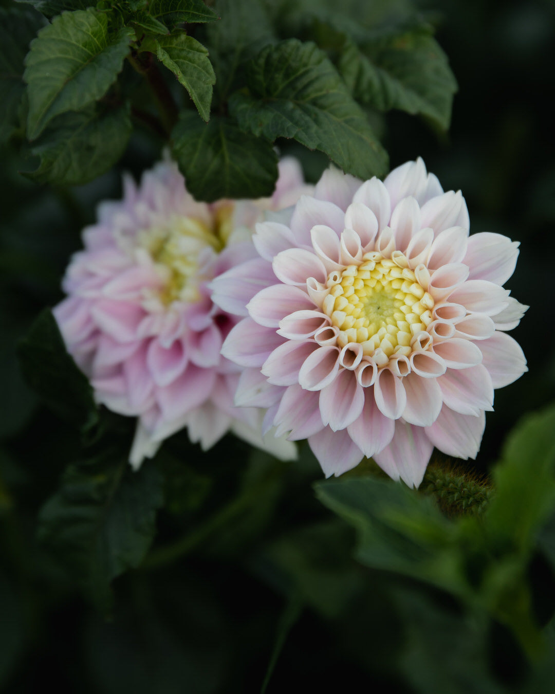 Dahlia Sweet Love