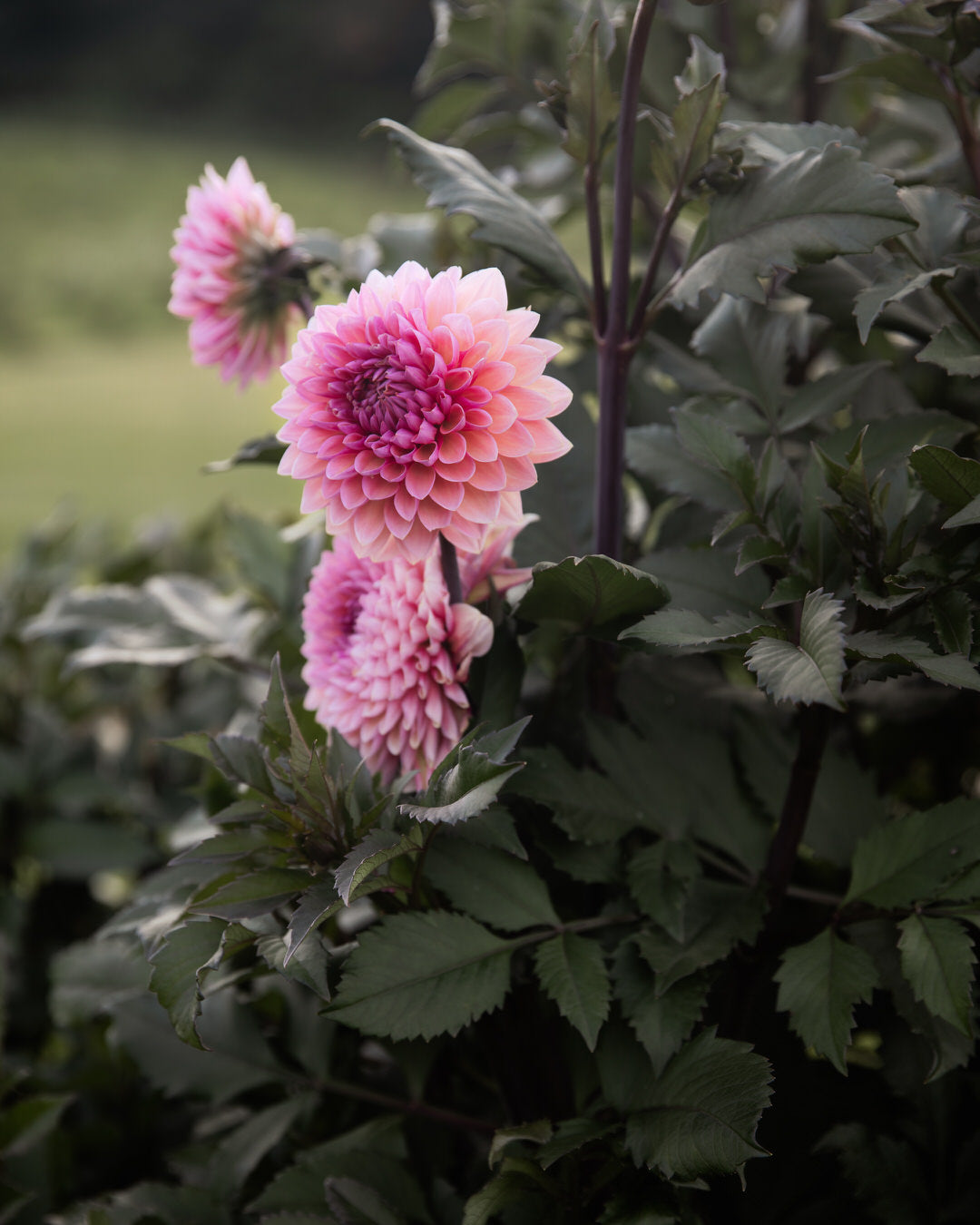 Dahlia Sweet Sanne (Limit 1)