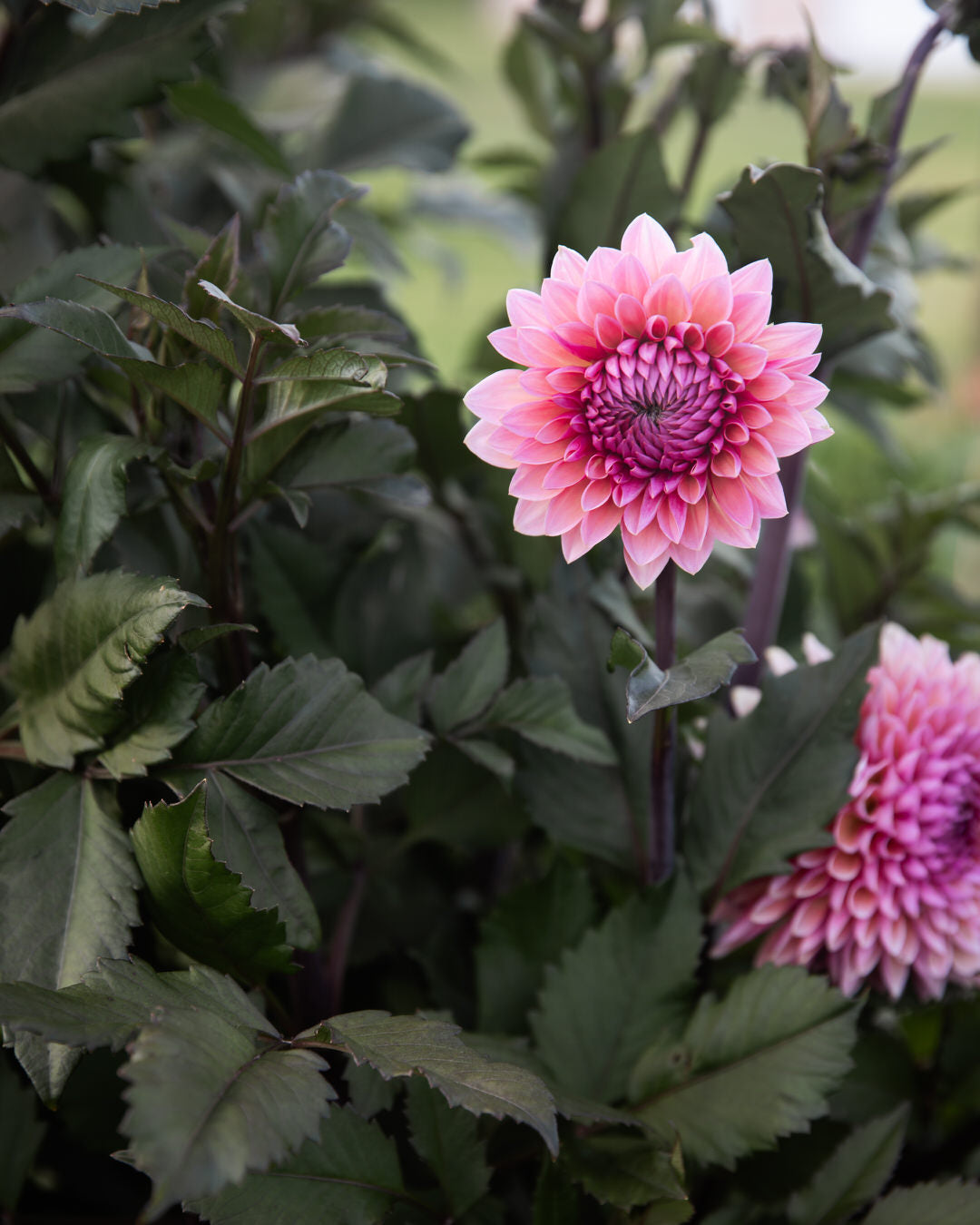 Dahlia Sweet Sanne (Limit 1)
