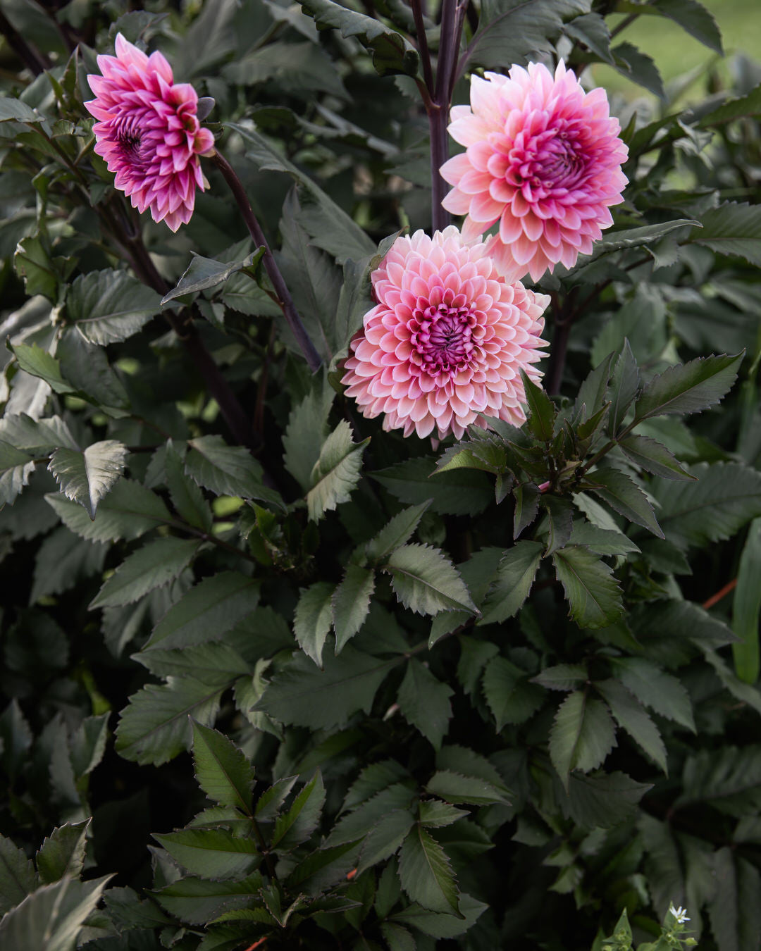 Dahlia Sweet Sanne (Limit 1)
