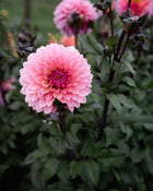 Dahlia Sweet Sanne (Limit 1)