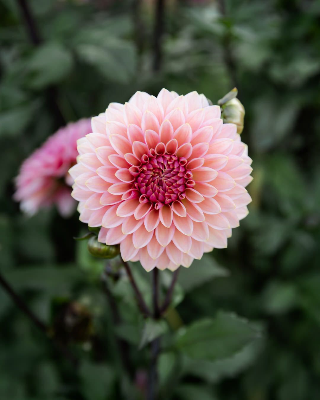 Dahlia Sweet Sanne (Limit 1)