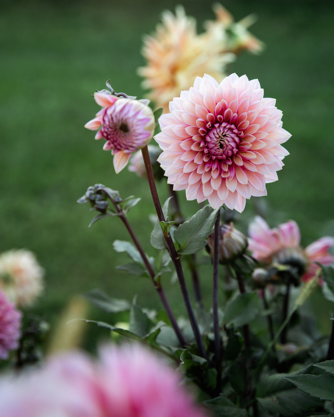 Dahlia Sweet Sanne (Limit 1)