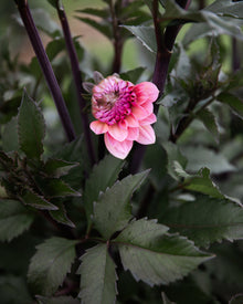 Dahlia Sweet Sanne (Limit 1)