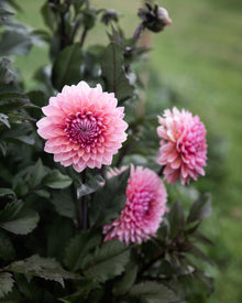 Dahlia Sweet Sanne (Limit 1)