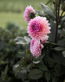 Dahlia Sweet Sanne (Limit 1)