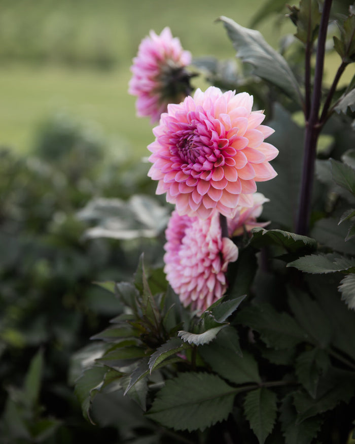 Dahlia Sweet Sanne (Limit 1)