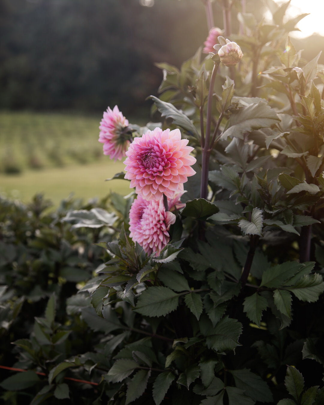 Dahlia Sweet Sanne (Limit 1)