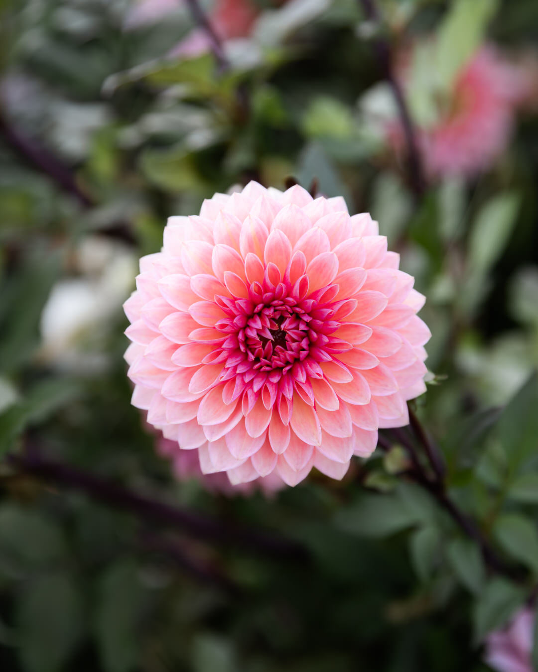 Dahlia Sweet Sanne (Limit 1)