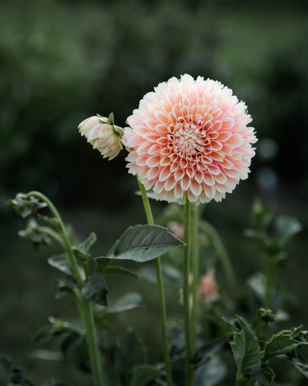 Dahlia Sweet Suzanne (Limit 1)