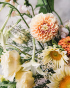 Dahlia Sweet Suzanne (Limit 1)