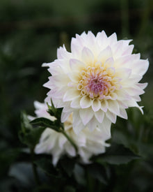 Dahlia Tahoma Early Dawn