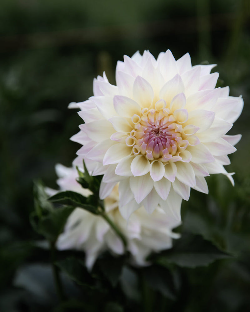 Dahlia Tahoma Early Dawn