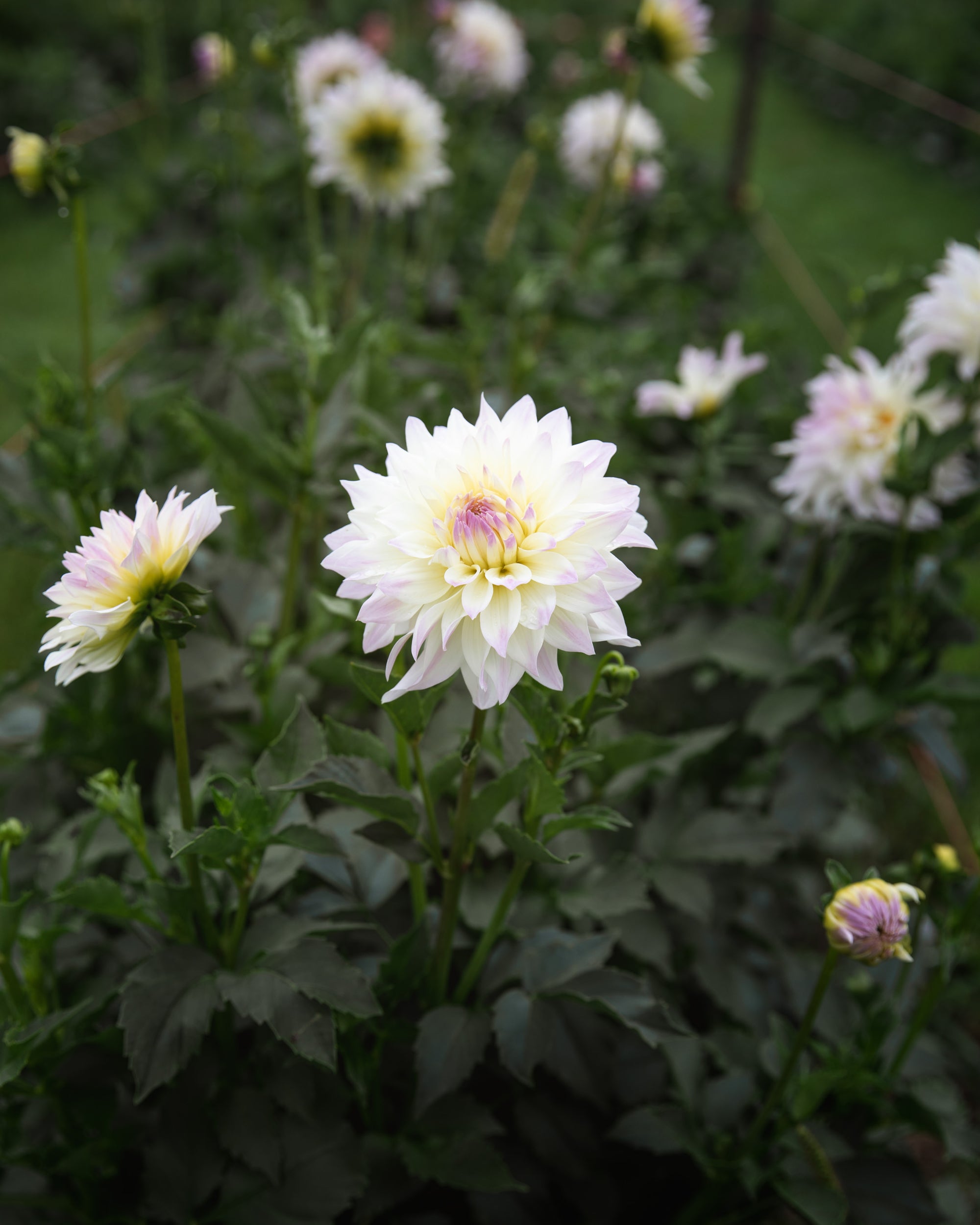 Dahlia Tahoma Early Dawn Tuber Sale