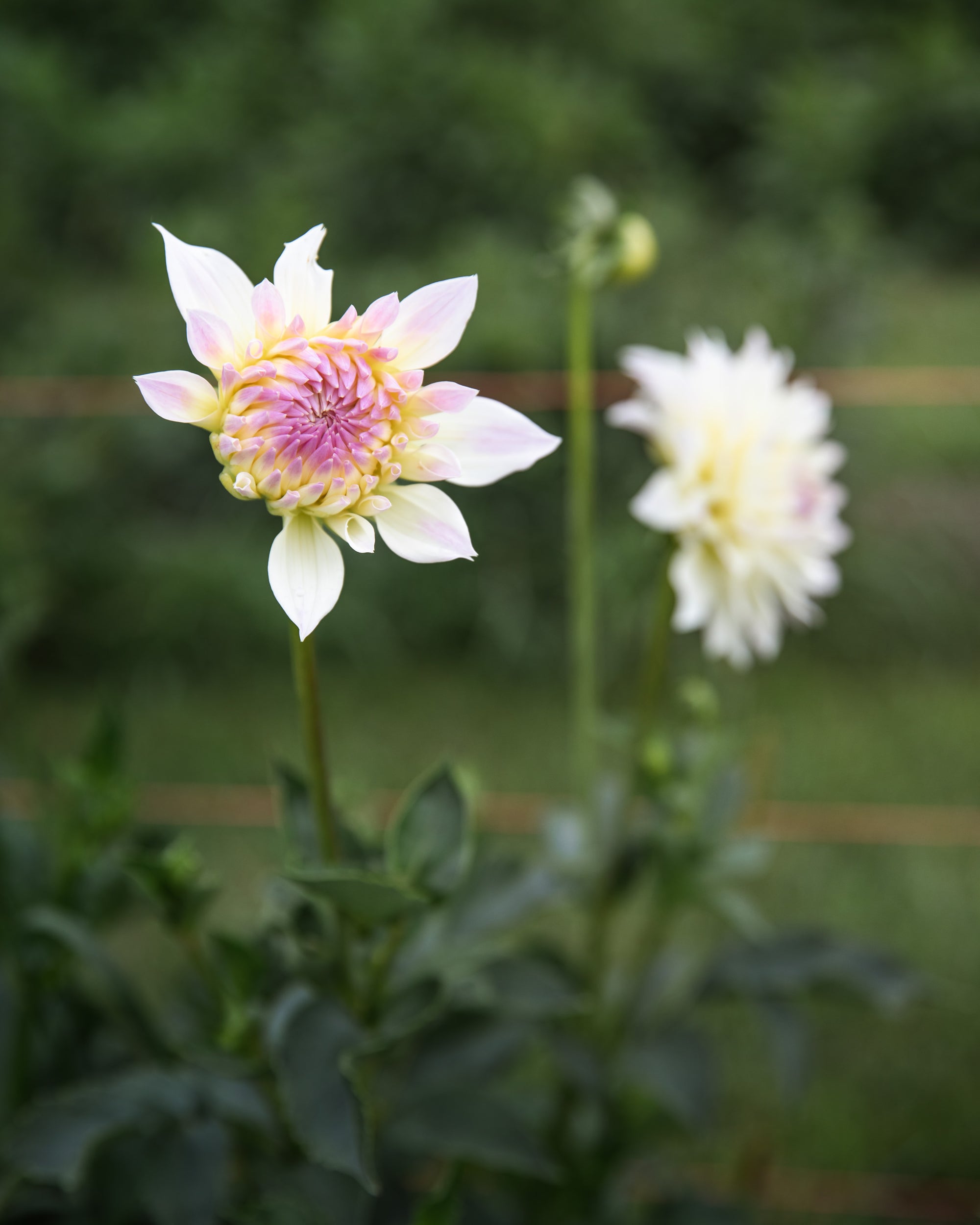 Dahlia Tahoma Early Dawn Tuber Sale