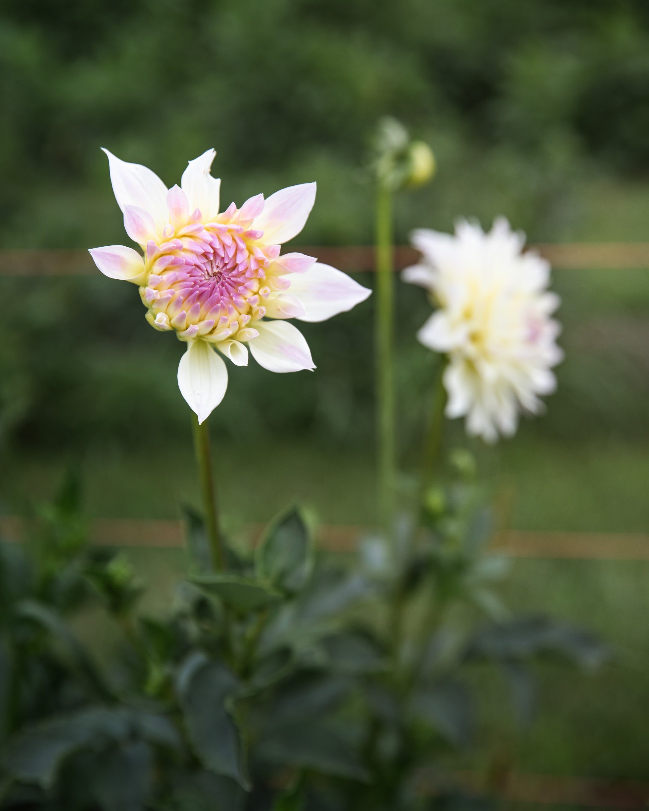 Dahlia Tahoma Early Dawn Tuber Sale