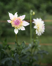 Dahlia Tahoma Early Dawn Tuber Sale