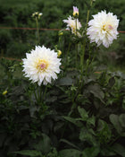 Dahlia Tahoma Early Dawn Tuber Sale
