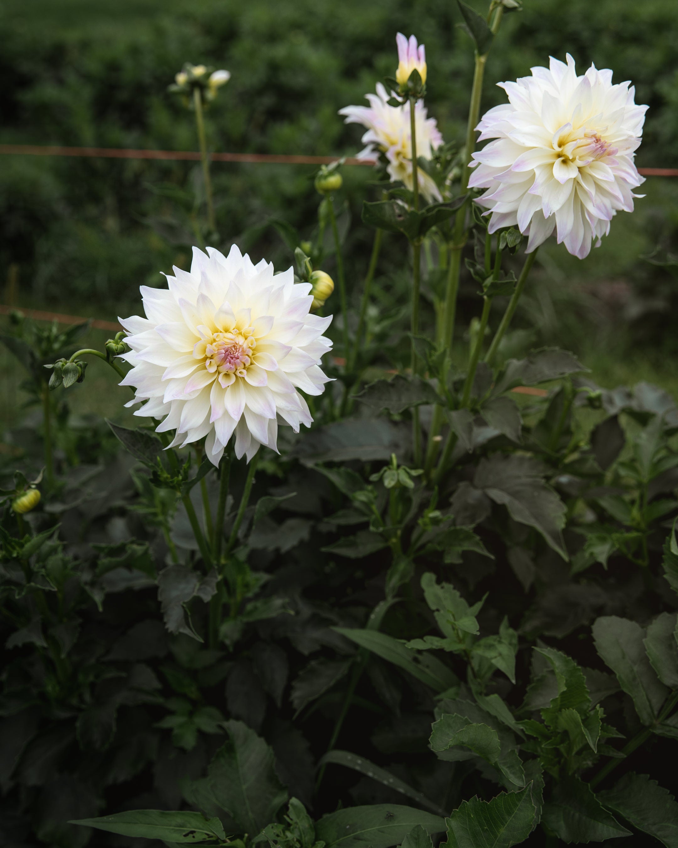 Dahlia Tahoma Early Dawn Tuber Sale