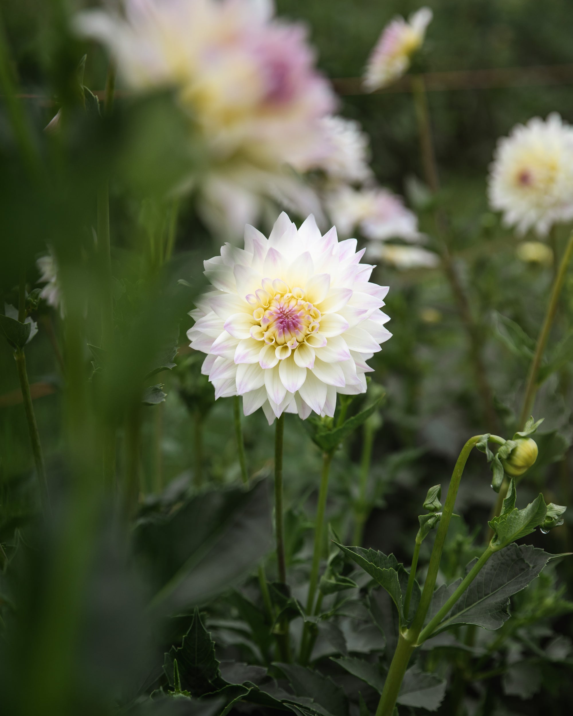Dahlia Tahoma Early Dawn Tuber Sale