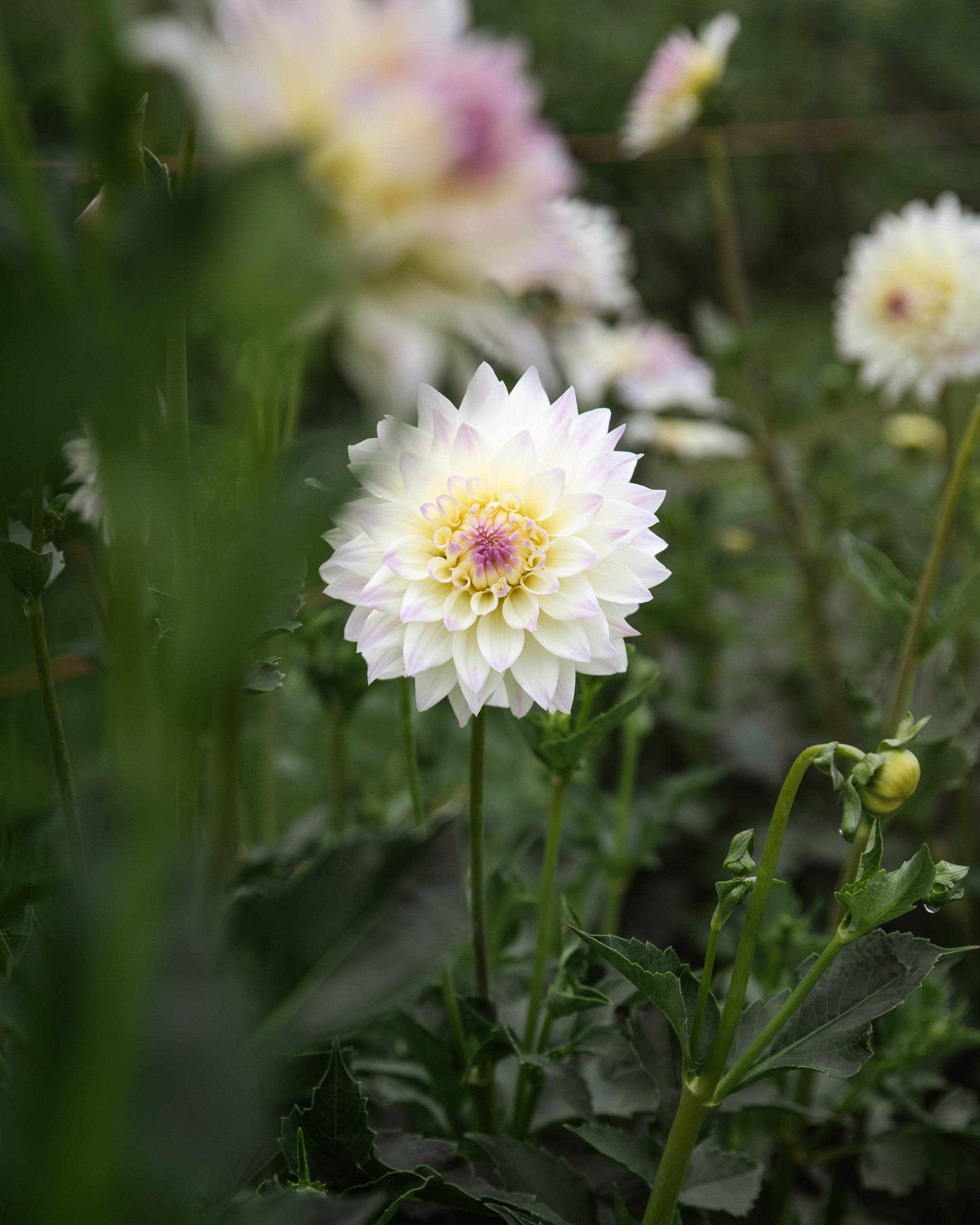Dahlia Tahoma Early Dawn Tuber Sale