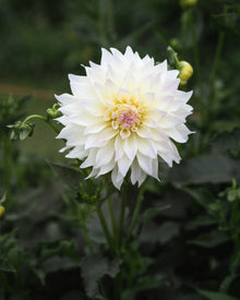 Dahlia Tahoma Early Dawn Tuber Sale