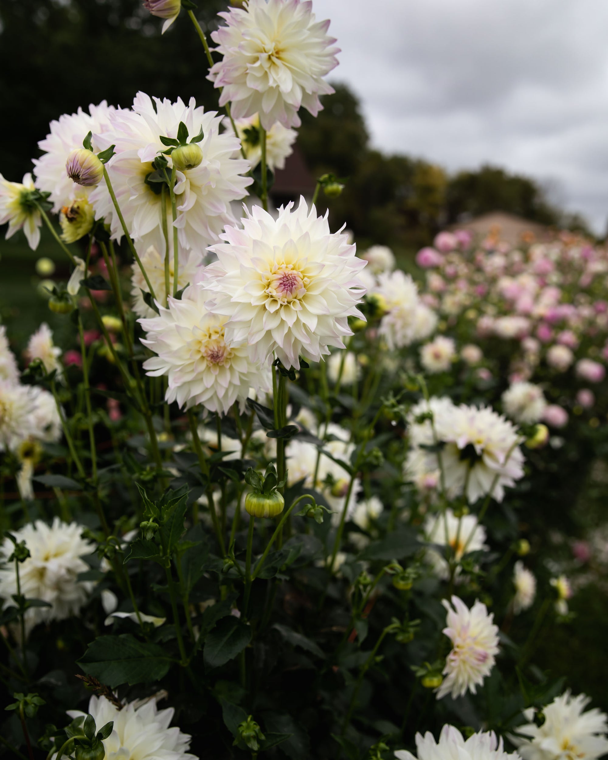 Dahlia Tahoma Early Dawn Tuber Sale