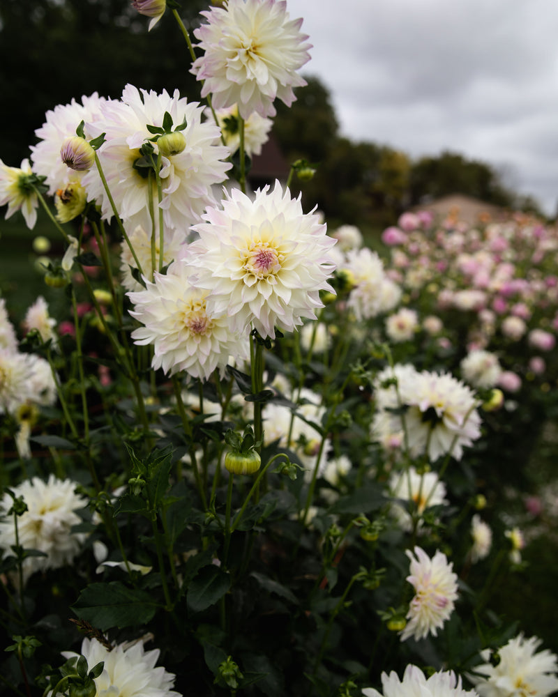 Dahlia Tahoma Early Dawn Tuber Sale