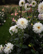 Dahlia Tahoma Early Dawn Tuber Sale