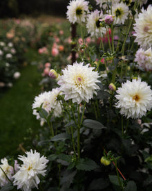 Dahlia Tahoma Early Dawn Tuber Sale