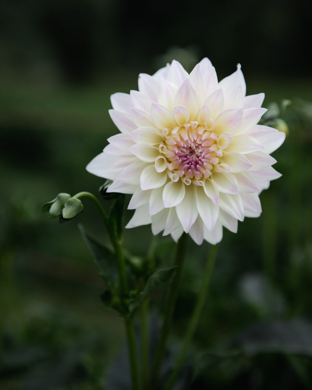 Dahlia Tahoma Early Dawn
