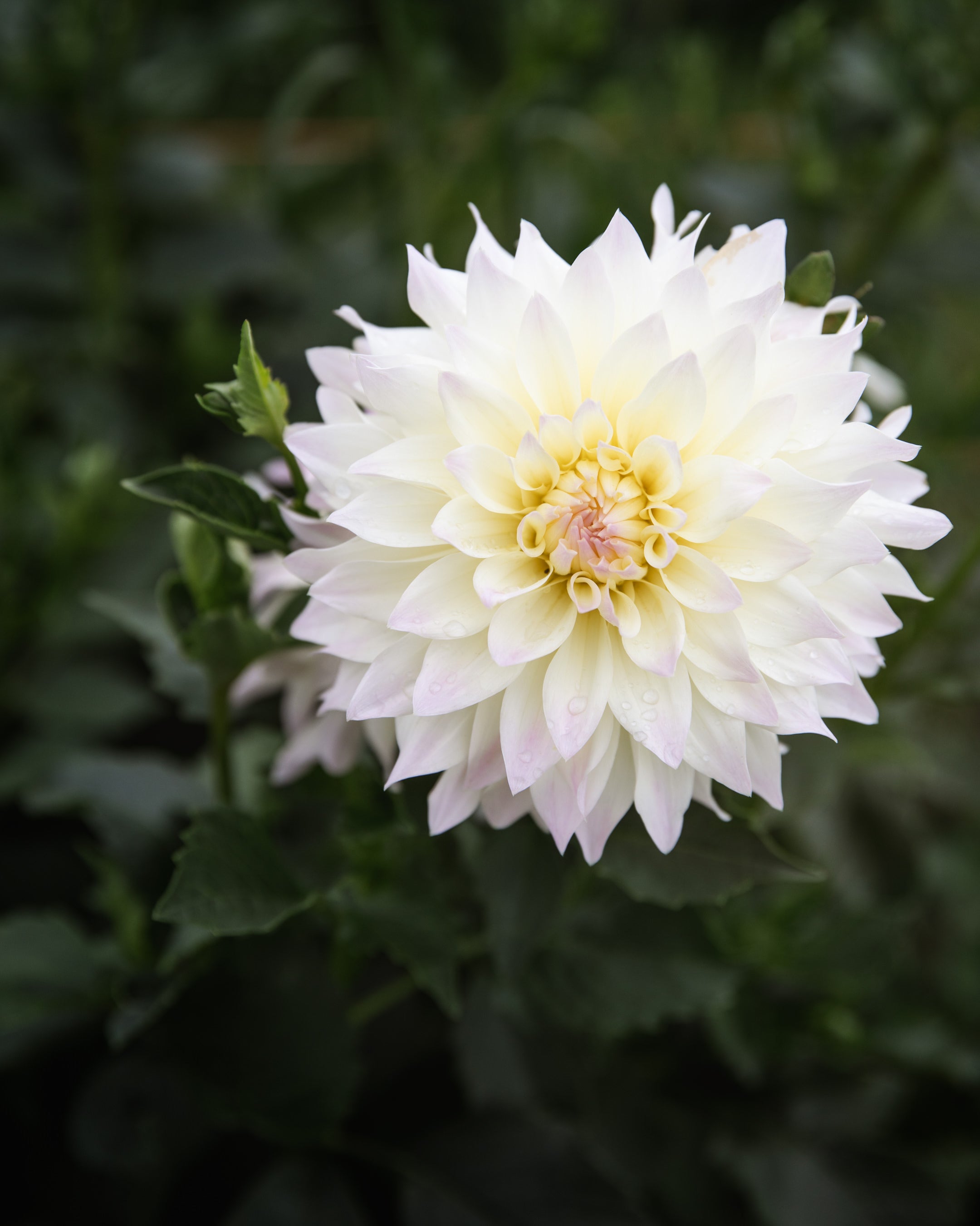 Dahlia Tahoma Early Dawn Tuber Sale
