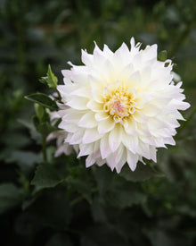 Dahlia Tahoma Early Dawn Tuber Sale