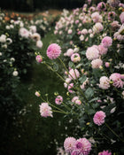 Dahlia Tahoma Kelli Tuber Sale