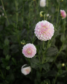 Dahlia Tahoma Kelli Tuber Sale