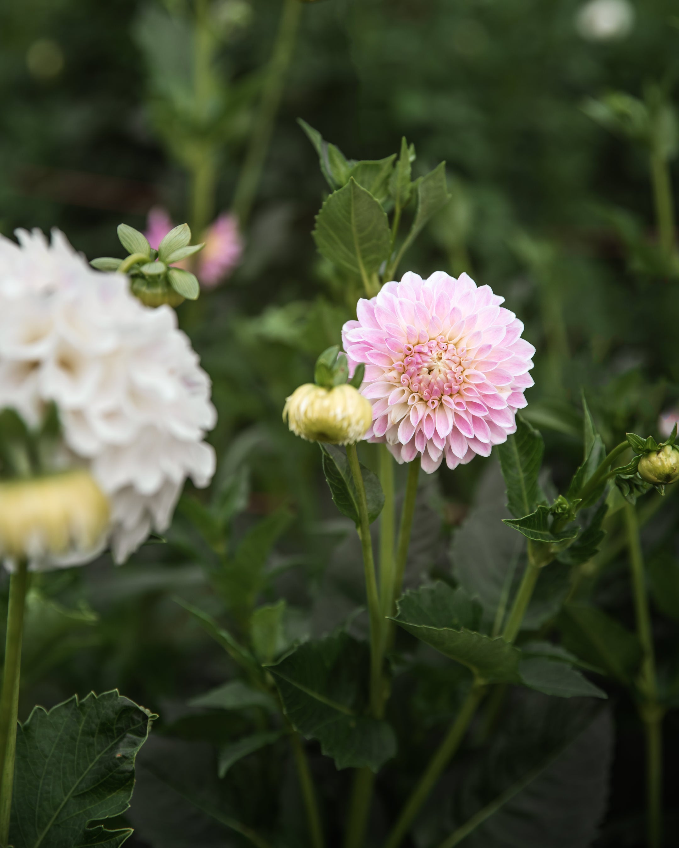 Dahlia Tahoma Kelli Tuber Sale