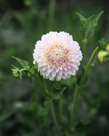 Dahlia Tahoma Kelli Tuber Sale