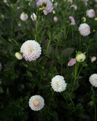 Dahlia Tahoma Kelli Tuber Sale