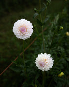 Dahlia Tahoma Stellar Feller Petal Back Farm