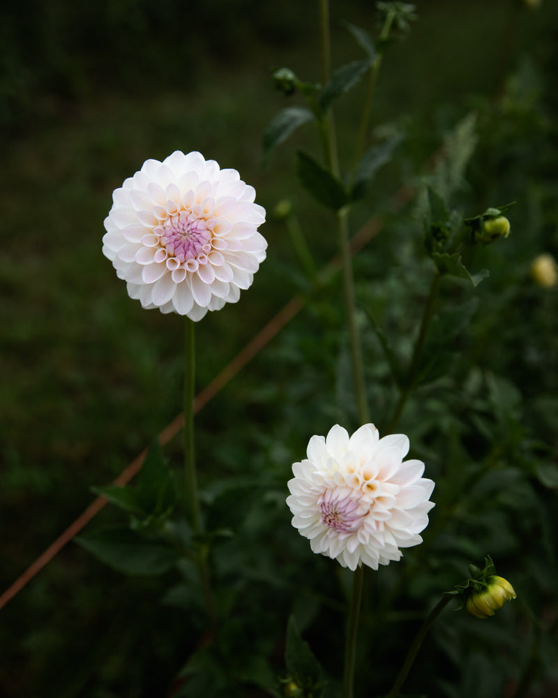 Dahlia Tahoma Stellar Feller Petal Back Farm